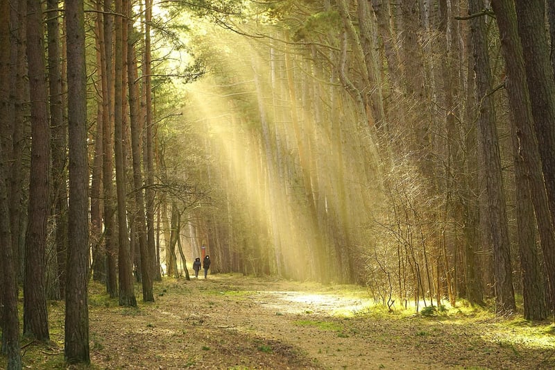 Therapeutic walk in the park